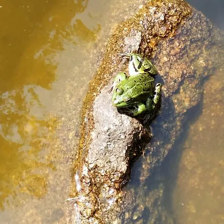 公寓 Resource 利尼翁河畔勒尚邦