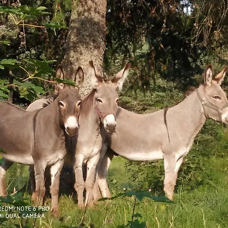 Апартаменты Resource Шамбон-сюр-Линьон