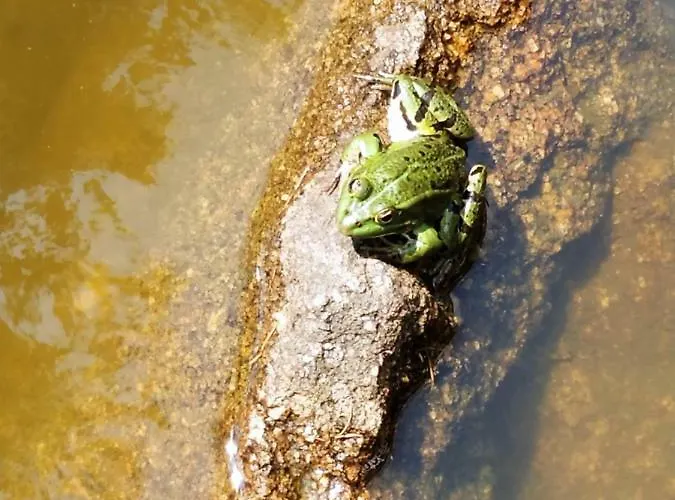 Апартаменты Resource Шамбон-сюр-Линьон